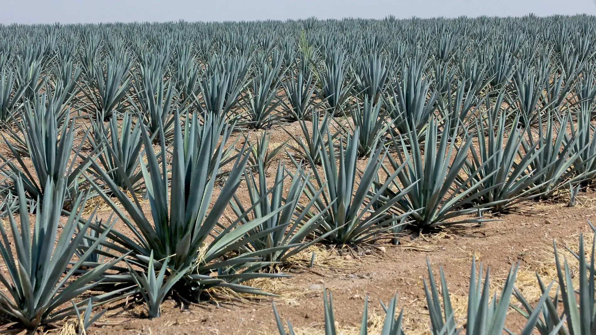 FCO MEZA - AGAVE (4)